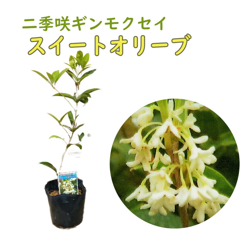 Amazon.co.jp: 二季咲ギンモクセイ 「スイートオリーブ」12cmポット